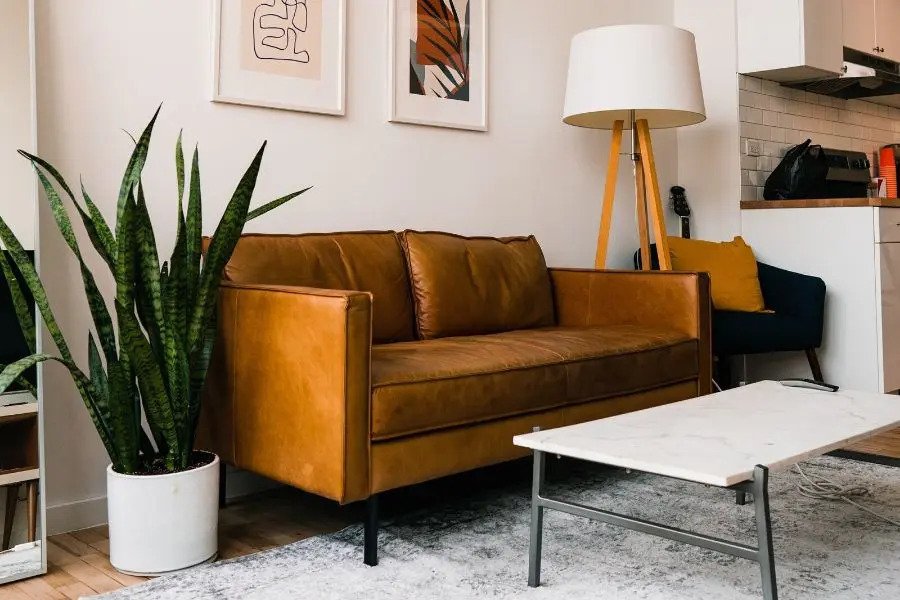 5 Living Room Plant Decor Mistakes - Peacoy