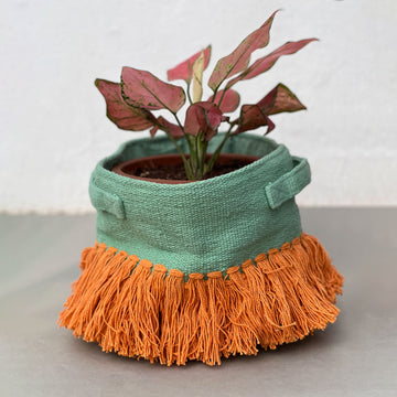 Green and Orange Peppy planter